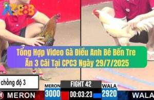 Tổng Hợp Video Gà Điều Anh Bé Bến Tre Ăn 3 Cái Tại CPC3 Ngày 29/7/2025