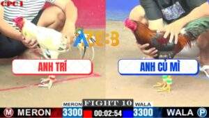 Trận 10 CPC1 19/7/2025 - Điều Cọp Anh Củ Mì Đá Chân Nào Thấm Chân Đó