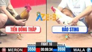 Trận 10 CPC3 26/7/2025 - Khét Dí Ăn 5 Gặp Bướm Bảo Sting Là Tắt Điện