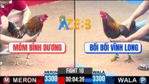 Trận 10 CPC3 8/7/2025 - Điều Xanh Bối Bối Vĩnh Long Đá Cựa Quá Hiểm