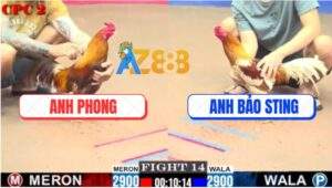 Trận 14 CPC2 20/7/2025 - Camelo Bảo Sting Đâm Khét Xì Cơm Đứng Hết Nổi