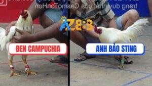 Trận 20 Bồ Ton Hon 6/7/2025 - Úa Bảo Sting Dính Cây Chí Tử Té Hết Cứu