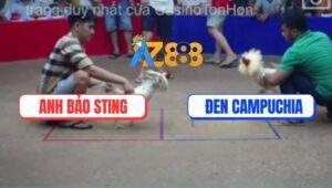 Trận 23 Bồ Ton Hon 6/7/2025 - Bướm Hiệu Bảo Sting Đâm Cựa Quá Nghiệt