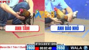 Trận 26 CPC1 5/7/2025 - Điều Anh Tâm Ra Đòn Chí Mạng Gà Cú Té Khỏi Sửa