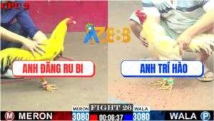 Trận 26 CPC2 2/7/2025 - Đăng Ru Bi Xuất Hiện Cùng Gà Vàng Hoàng Lão Tà