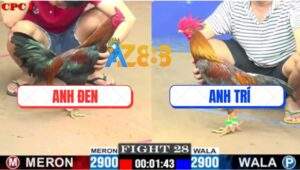 Trận 28 CPC1 19/7/2025 - Đúng Mẻ Hiệu Anh Tính Đá 1 Hơi Gà Xám Tắt Thở