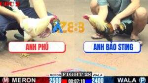 Trận 28 CPC2 20/7/2025 - Bướm Anh Phú Mai Độ Hạ Chuối Nhập Bảo Sting