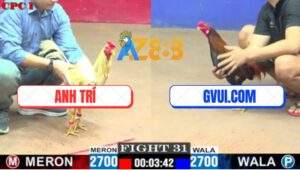 Trận 31 CPC1 10/7/2025 - Gà Điều GVUI.COM Đâm Chân Nào Có Tiền Chân Đó