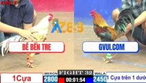 Trận 32 CPC1 19/7/2025 - Bướm Anh Bé 1 Cựa Cân Luôn Gà GVUi.COM 2 Cựa