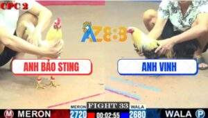 Trận 33 CPC2 2/7/2025 - Bướm Hiệu Bảo Sting Đâm Cựa Quá Nguy Hiểm