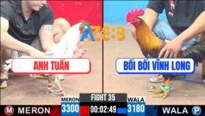 Trận 35 CPC3 8/7/2025 - Gà Điều Bối Bối Bắn Đúng 1 Phát Hạ Gà Bướm