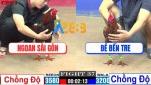 Trận 37 CPC1 19/7/2025 - Vàng Bông Anh Bé Nhỏ Ký Lên 2 Đá Bự Bung Chạy