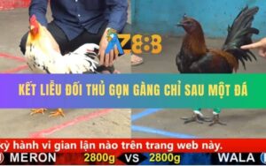 Trận 13 CPC5 19/8/2025 - Bướm Đá Đúng 1 Chân Tiễn Que Mặt Lọ Lên Đường