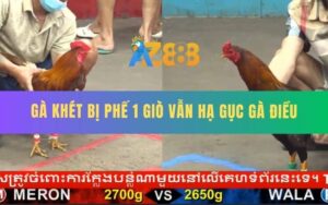 Trận 8 CPC5 19/8/2025 - Gà Khét Bị Phế Một Giò Vẫn Lật Kèo Thành Công