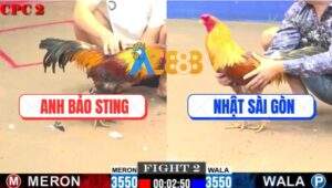 Trận 2 CPC2 1/8/2025 - Xám Điều Anh Bảo Sting Bị Vàng Tàu Đâm Bại Liệt