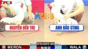 Trận 20 CPC2 1/8/2025 - Gà Anh Bảo Sting Toàn Đưa Lưng Cho Đối Thủ Đâm