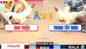 Trận 21 CPC2 3/8/2025 - Gà Bướm Anh Thiện Lên 2 Trong tay Nước Đầu