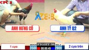 Trận 38 CPC2 3/8/2025 - GÀ Úa Anh Tý Quận 2 Tuy Nhỏ Nhưng Có Võ