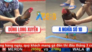 Trận 20 CPC5 18/9/2025 - Gà Que Né Hay Đâm Phèn Bật Ngửa Giãy Chết