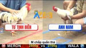 Trận 3 CPC5 19/9/2025 - Cặp Gà Tử Thần Kết Liễu Nhau Trên Sàn Đấu