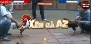 Trận 37 Bồ Hà Tiên 30/10/2025 - Kiểm Cà Mau Hạ Tuyệt Đối Đối Thủ Tại Giải