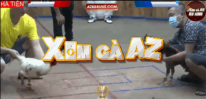 Trận 41 Bồ Hà Tiên 30/10/2025 - Thừa Tài Xỉu Rớt Nài Trước Tý Rạch Giá Tại Giải