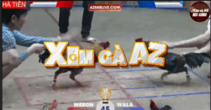 Trận 45 Bồ Hà Tiên 30/10/2025 - Kiểm Cà Mau Đồng Trạng Đá 1 Cựa Với Anh Nu