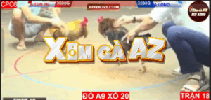 Trận 18 CPC6 31/10/2025 - Ton Tiền Giang Khiến Long Thomo Phải Tắt Điện