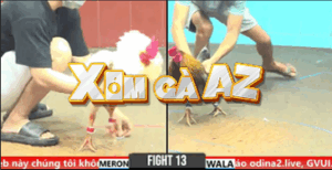 Trận 13 CPC6 31/10/2025 - Ton Tiền Giang Đưa Gấu Bến Tre Đi Bình Dương