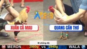 Trận 12 CPC5 21/10/2025 - Gà Chuối Anh Xuân Chồng Độ Bị Đá Sổ Huyết