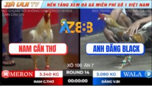 Trận 14 TonHon 18/10/2025 - 3 Chân Thần Tốc, Anh Nam Hạ Anh Đăng Black