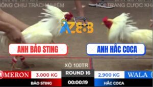 Trận 16 Ton Hon 10/10/2025 - Anh Bảo Sting Sửa Gà Quá Đẳng Cấp