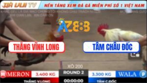 Trận 2 TonHon 18/10/2025 - Gà Bướm Đâm Quá Tịch, Bảo Sting Cũng Bó Tay