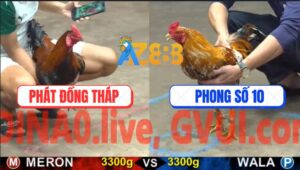 Trận 29 CPC5 22/10/2025 - Gà Que Đâm Vàng Bông Không Sót Chân Nào