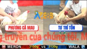 Trận 3 CPC5 17/10/2025 - Bướm Xanh Đá Mu Lưng Bướm Đỏ Tê Liệt Ngã Ngửa