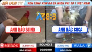 Trận 3 TonHon 18/10/2025 - Bảo Sting Hạ Hắc CoCa Trong Một Nốt Nhạc