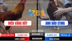 Trận 3 Ton Hon 10/10/2025 - Điều Cọp Anh Bảo Sting Dập Như Máy Khâu