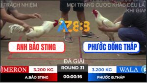 Trận 31 Ton Hon 10/10/2025 - Anh Bảo Sting Được 6 Điểm, Tay Kề Cup