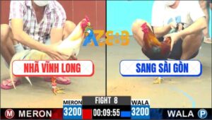 Trận 8 CPC6 15/10/2025 - Gà Bướm Anh Nhã Đá 3 Chân Gà Điều Xuất Huyết