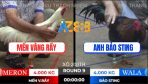 Trận 9 Ton Hon 10/10/2025 - Gà Que Anh Bảo Sting Hạ Đối Thủ Nhanh Gọn