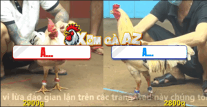 Trận 32 CPC4 10/11/2025 - Gà Đỏ Gồng Cựa Tới Phút Cuối Lật Ngược Kèo