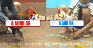 Trận 6 CPC4 11/11/2025 - Sơn Hồng Ngự Tung Bướm Hiệu Vào Đá Quá Khôn Khéo