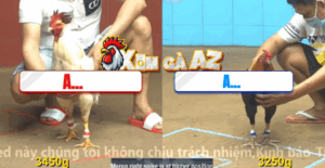 Trận 23 CPC4 10/11/2025 - Điều Cọp Nhẹ Hơn 2 Chấm Dí Bướm Chạy Tốc Khói