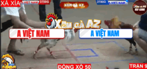 Trận 9 Bồ Hà Tiên 9/11/2025 - Bướm Đâm Cựa Quá Nghiệt Hạ Xanh Tuyệt Đối