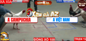 Trận 12 Bồ Hà Tiên 9/11/2025 - Cọp Campuchia Chồng Độ Gặp Thứ Dữ Bên Việt Nam