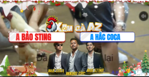 Trận 26 Bồ Tonhon 10/12/2025 - Bảo Sting Đưa Gà Hiệu Vào Đụng Đám Gà Bông Hắc Coca