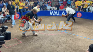 Trận 9 Bồ D6 9/1/2026 - Hắc Coca Đưa Điều Cọp Vào Đá Xổ 3 Nghìn Đô Giết Đối Thủ