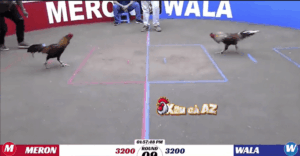 Trận 9 Bồ K88 14/1/2026 - Trại Gà Cam Hạ Tuyệt Đối Hắc Coca