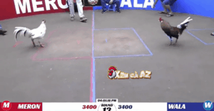 Trận 13 Bồ K88 14/1/2026 - Hắc Coca Hạ Thành Công Trại Gà Cam