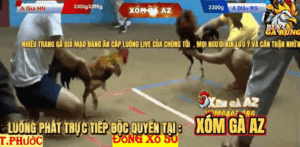 Trận 9 Bồ Thường Phước 17/1/2026 - Giá Hồng Ngự Đụng Điều Rạch Giá Trận Gà Nảy Lửa